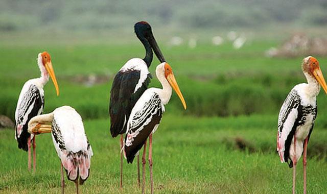 भारत ने 5 नए रामसर स्थल (India’s New Ramsar Sites)