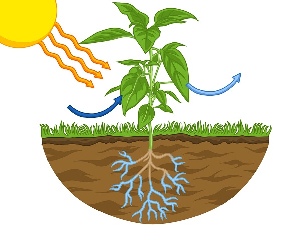 From Sunlight to Sugars: The Miracle of Photosynthesis