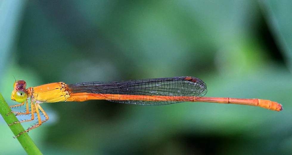 Armageddon reedtail’ (Protosticta armagedonia) in the Western Ghats