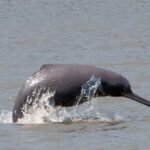 ganga river dolphin
