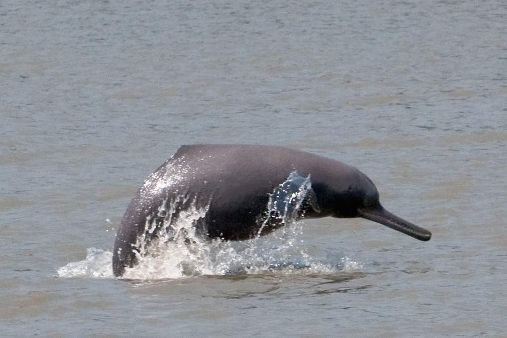The Ganges river dolphin (Platanista gangetica)